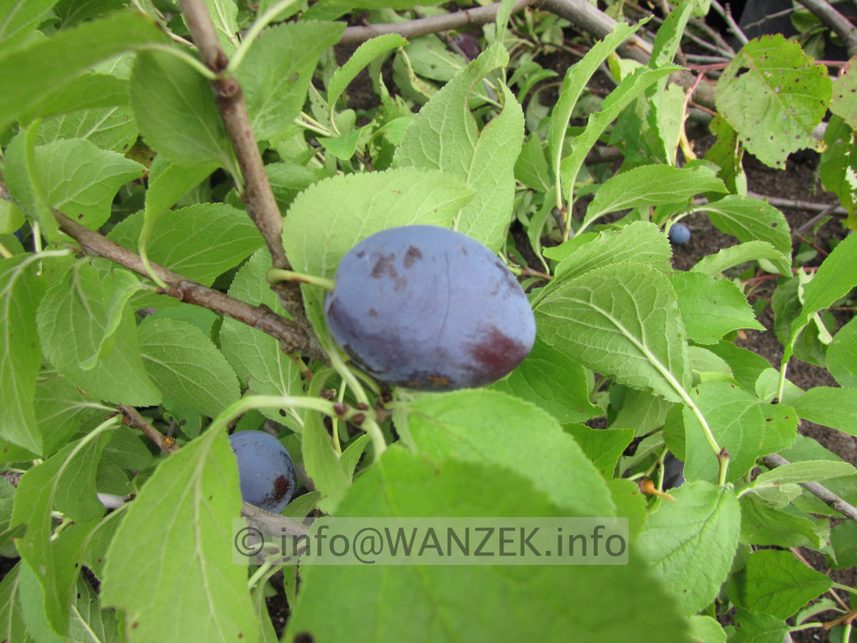 Zwetsche Hanita 02.JPG